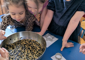 dzieci oglądają ziarna