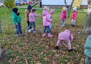 Jeżyki zbierają kasztany